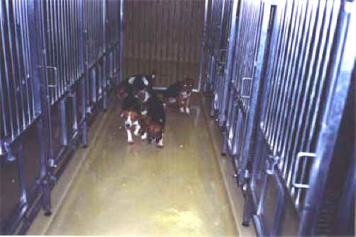 Dog Exploitation - Research - 18