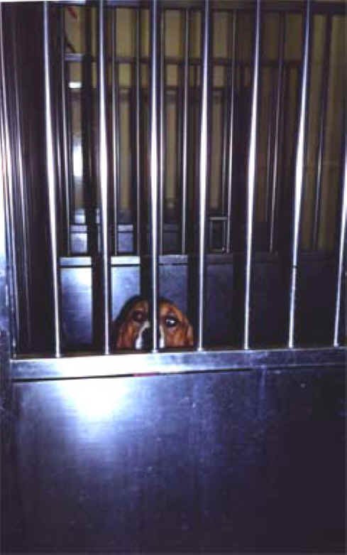 Dog Exploitation - Research - 23