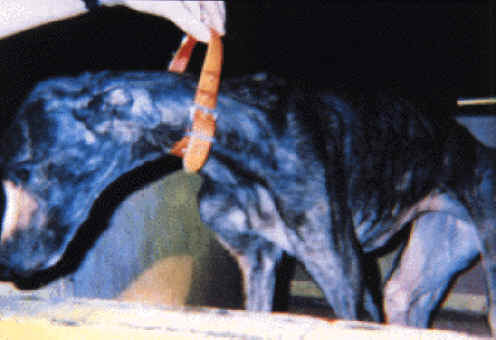 Dog Exploitation - Sport of Dog Racing - 12