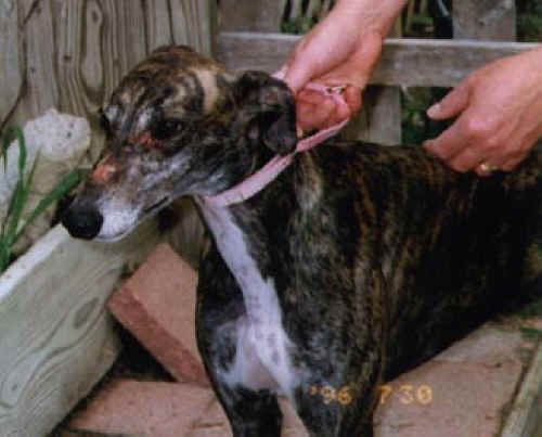 Dog Exploitation - Sport of Dog Racing - 16