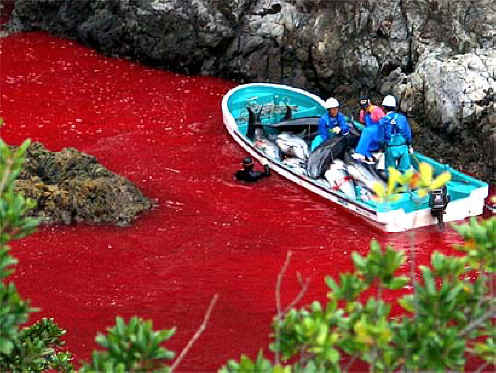 Dolphin Slaughter - 02