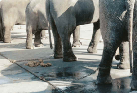 Elephant Exploitation - Entertainment - 08