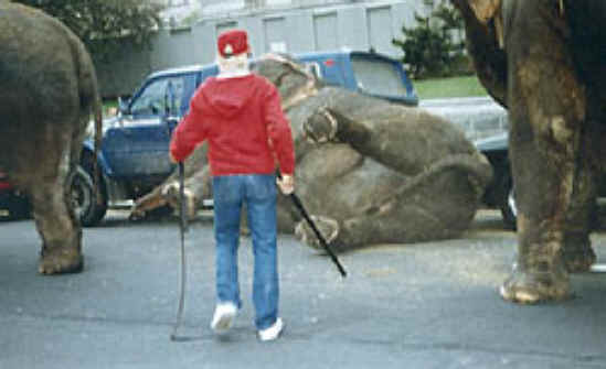 Elephant Exploitation - Entertainment - 11