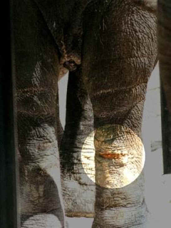 Elephant Exploitation - Entertainment - 12