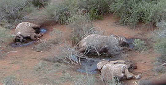 Elephant Exploitation - Ivory - 04