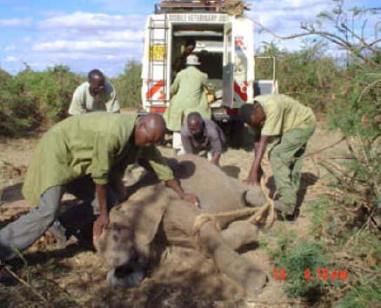 Elephant Exploitation - Ivory - 07