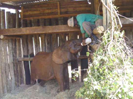 Elephant Exploitation - Ivory - 08