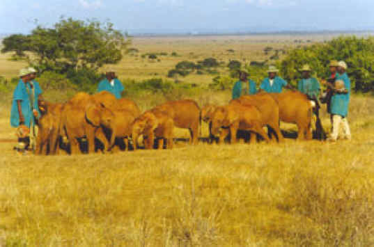 Elephant Exploitation - Ivory - 10