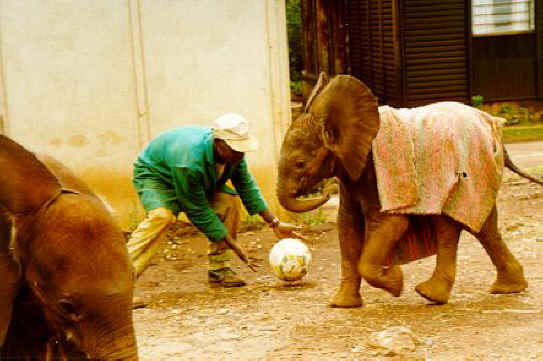 Elephant Exploitation - Ivory - 12