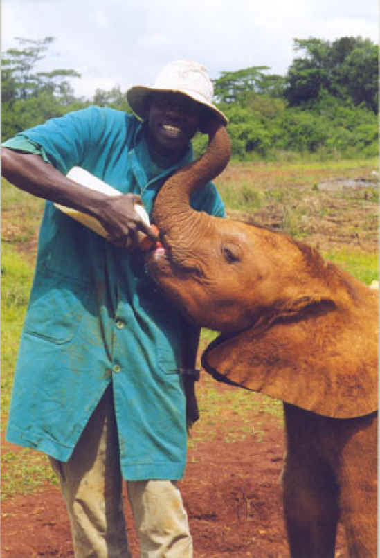 Elephant Exploitation - Ivory - 13