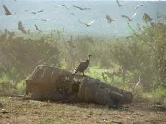 Elephant Exploitation - Ivory - 16