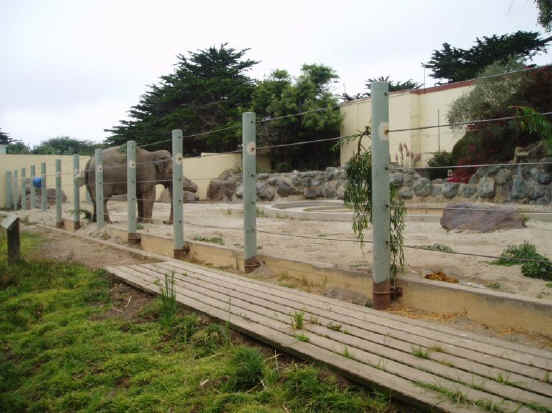 Elephant Exploitation - Zoo - 02