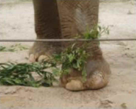 Elephant Exploitation - Zoo - 03