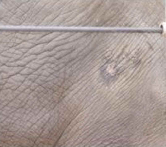 Elephant Exploitation - Zoo - 04