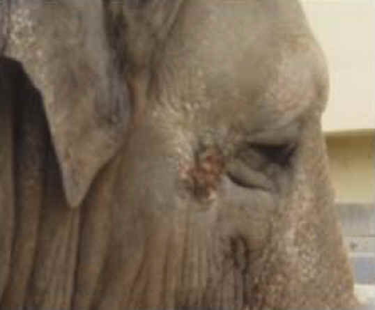 Elephant Exploitation - Zoo - 05