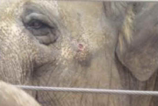 Elephant Exploitation - Zoo - 06