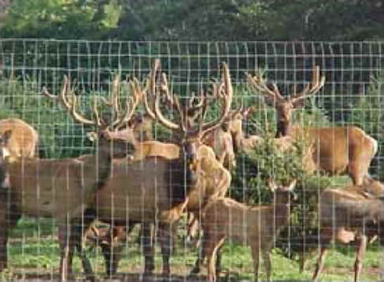 Elk Exploitation - Canned and Trophy Hunting - 01