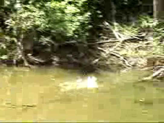 Fish - Bow Fishing - 02