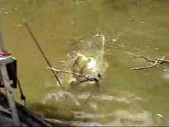 Fish - Bow Fishing - 04