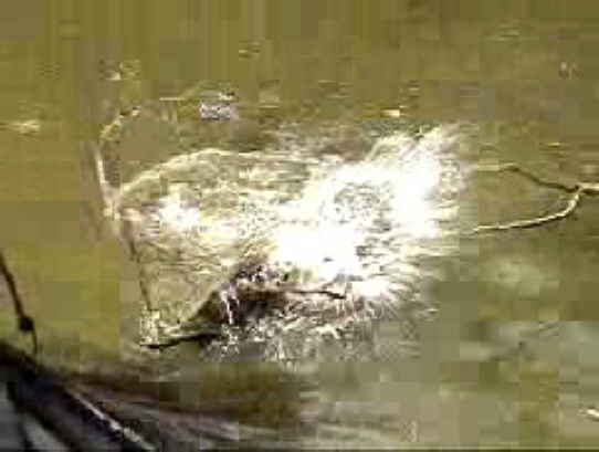 Fish - Bow Fishing - 05