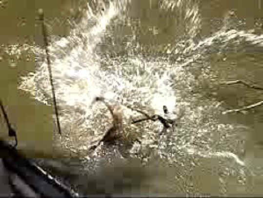 Fish - Bow Fishing - 07