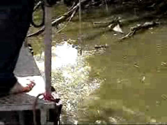 Fish - Bow Fishing - 08