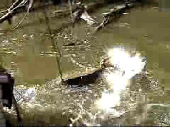 Fish - Bow Fishing - 09