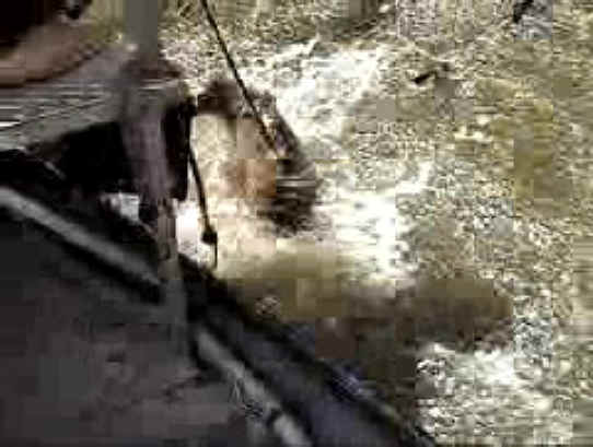 Fish - Bow Fishing - 10