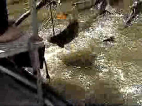 Fish - Bow Fishing - 11