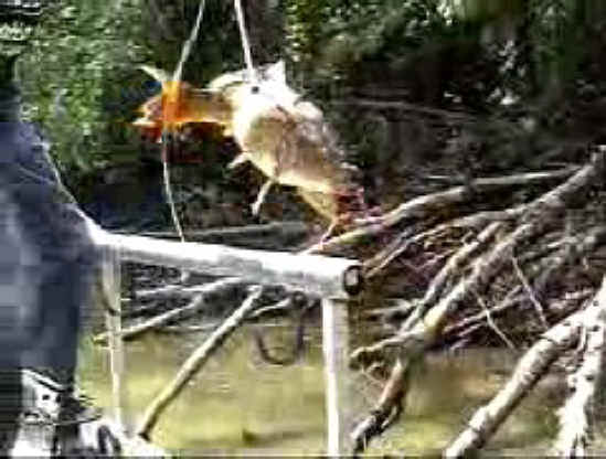 Fish - Bow Fishing - 12