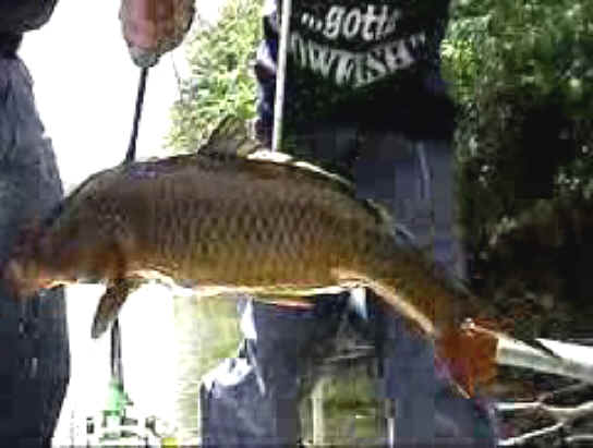 Fish - Bow Fishing - 13