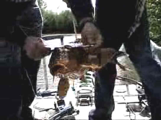 Fish - Bow Fishing - 14