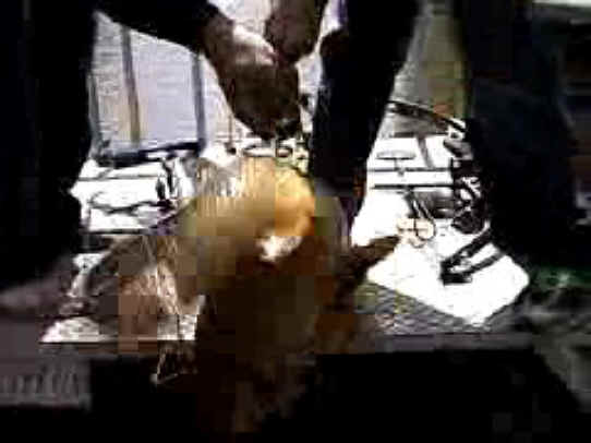 Fish - Bow Fishing - 16