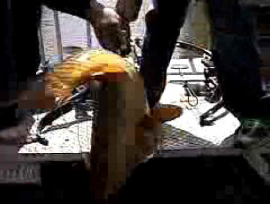 Fish - Bow Fishing - 17