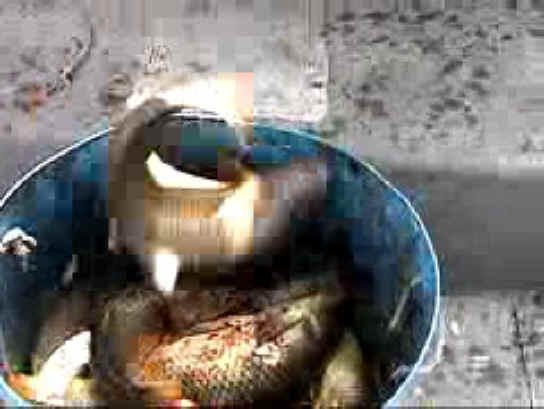 Fish - Bow Fishing - 19