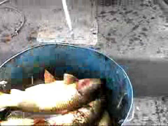 Fish - Bow Fishing - 20