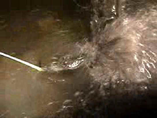 Fish - Bow Fishing - 22