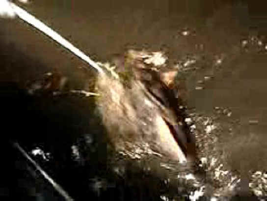 Fish - Bow Fishing - 23