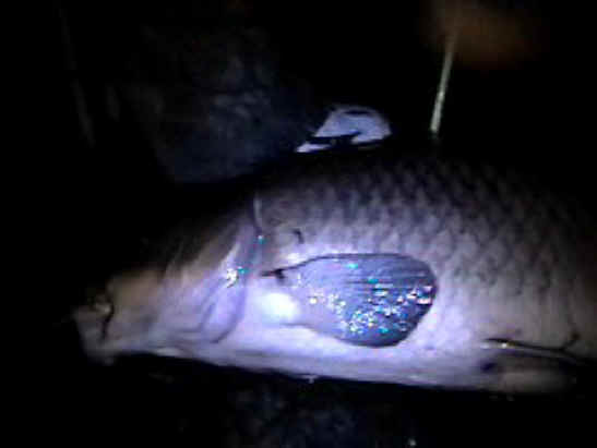 Fish - Bow Fishing - 24