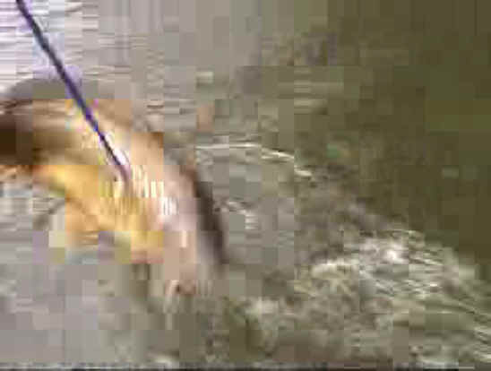 Fish - Bow Fishing - 26