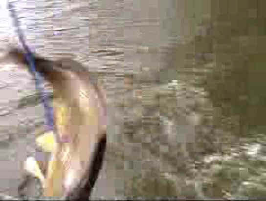 Fish - Bow Fishing - 27