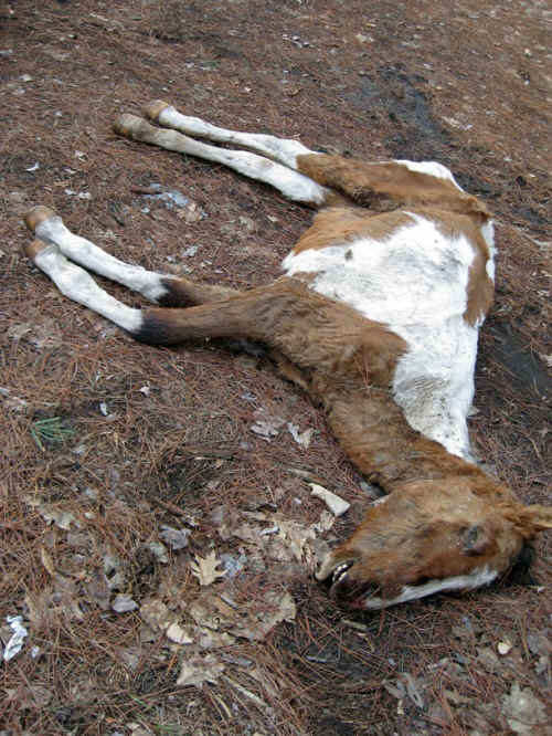 Equine Exploitation (Horses, Ponies, Burros, etc.) - Horse Abuse - 05