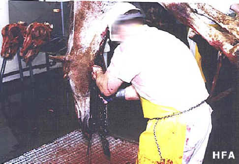 Equine Exploitation (Horses, Ponies, Burros, etc.) - Horse Meat - 02