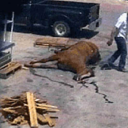 Equine Exploitation (Horses, Ponies, Burros, etc.) - Horse Meat - 06