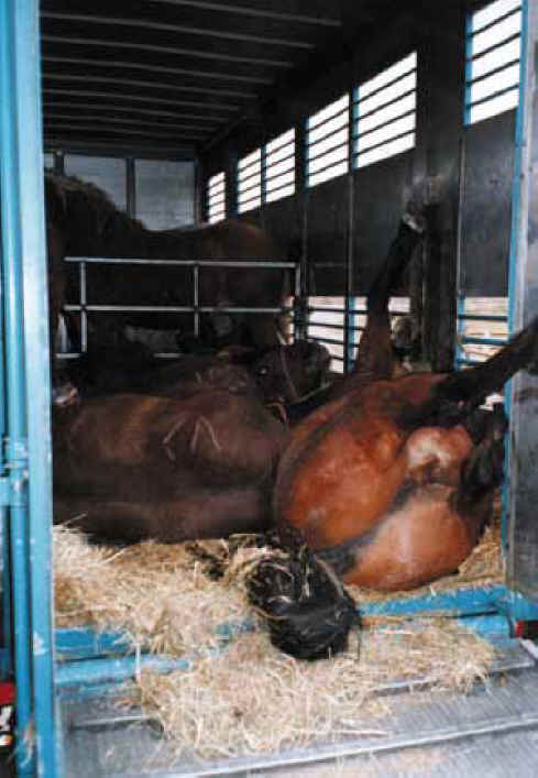 Equine Exploitation (Horses, Ponies, Burros, etc.) - Horse Meat - 07