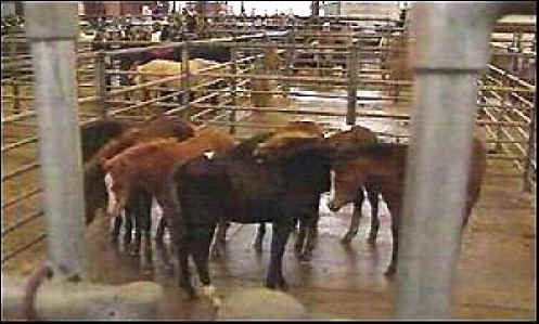 Equine Exploitation (Horses, Ponies, Burros, etc.) - Horse Meat - 11