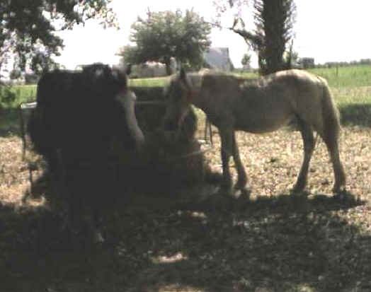 Equine Exploitation (Horses, Ponies, Burros, etc.) - Wishful Thinking - Premarin Foals