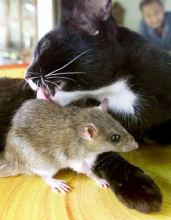 Mice and Rats - Wishful Thinking - Cat and Rat Buddies