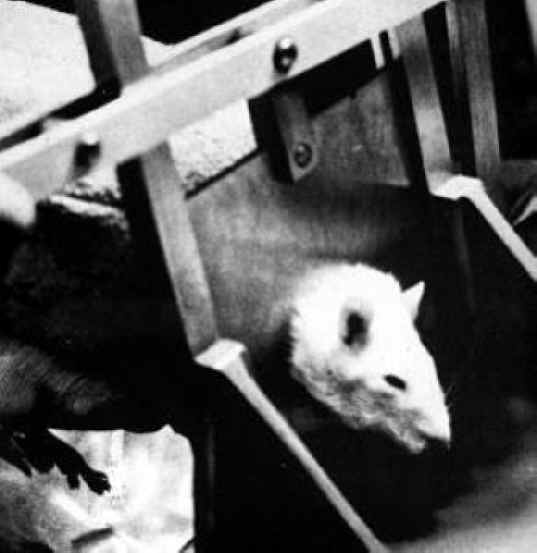 Mice and Rats - Research - 01