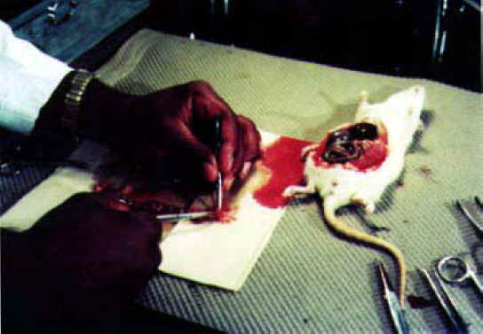 Mice and Rats Research 02 Animal Exploitation Photo
